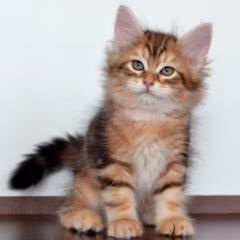 Nikolai Siberian male - Image 3