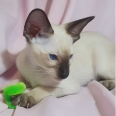 siamese kitten for adoption black point male