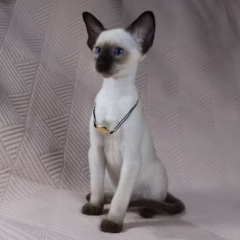 Selene Siamese female - Image 6
