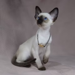 Selene Siamese female - Image 3