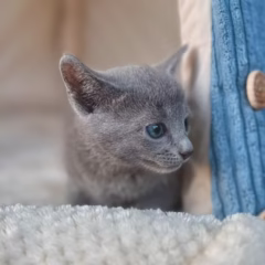 Irina Russian Blue female - Image 2