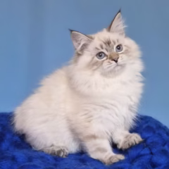 Anika Siberian female - Image 3