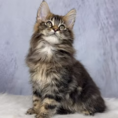 Titan Maine Coon male - Image 2