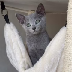 Nikolai Russian Blue male - Image 6