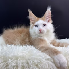 Phoenix Maine Coon male - Image 8