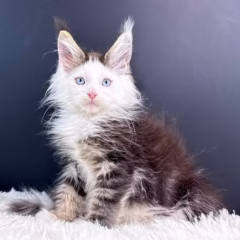 maine coon black marble kitten for sale magnus male