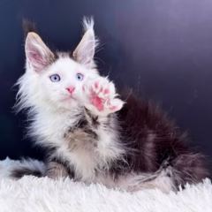Magnus Maine Coon male - Image 6