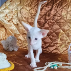 siamese cream kitten for adoption male