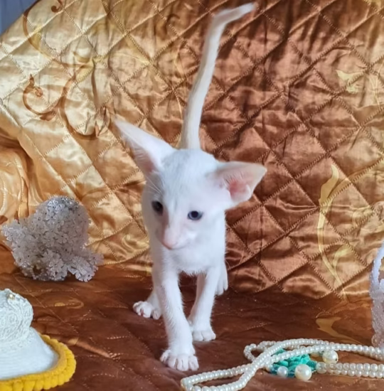 siamese cream kitten for adoption male