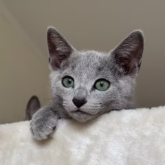 russian blue kitten for adoption nikolai male