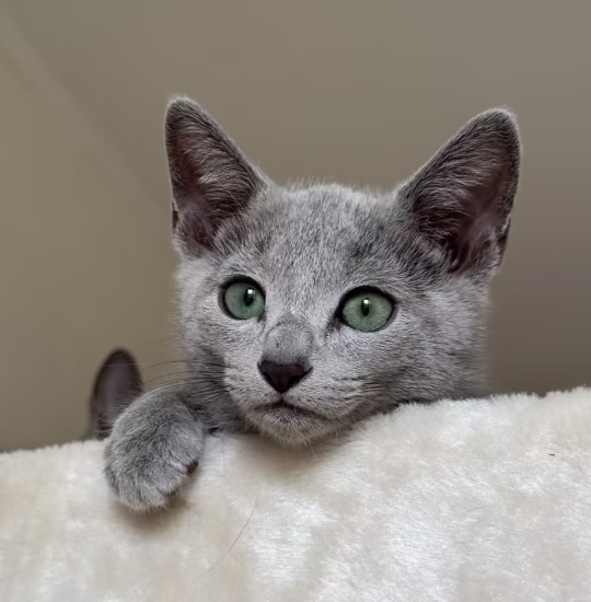 russian blue kitten for adoption nikolai male