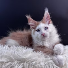 maine coon red silver marble kitten for adoption phoenix male