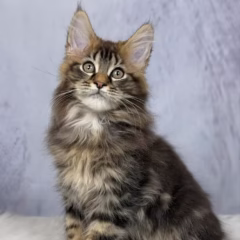 Titan Maine Coon male - Image 6