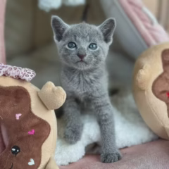 Irina Russian Blue female - Image 4