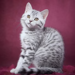 Jasper Scottish Straight male - Image 5