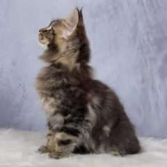 Titan Maine Coon male - Image 5