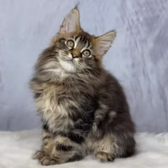 Titan Maine Coon male - Image 3