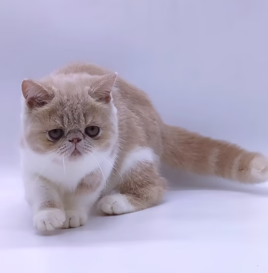 Exotic Shorthair female for sale – Daisy, 16 weeks old, cream bicolor, calm and affectionate