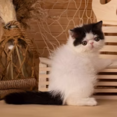 Exotic Shorthair female for sale – Ivy, 16 weeks old, black van pattern, calm and affectionate