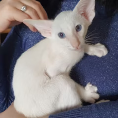 Leo Siamese male - Image 3