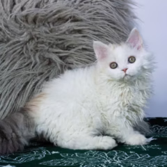 Selina Selkirk Rex female - Image 2