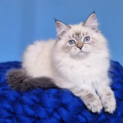 Anika Siberian female - Image 5