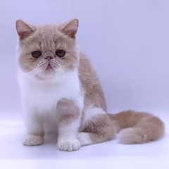 Daisy Exotic Shorthair female - Image 3
