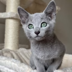 Nikolai Russian Blue male - Image 3