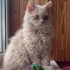 Violet Selkirk Rex female - Image 5