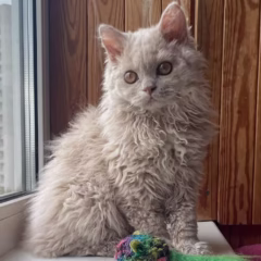 Violet Selkirk Rex female - Image 4