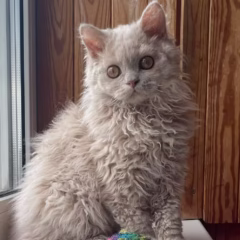 selkirk rex kitten for adoption lilac tortoiseshell female