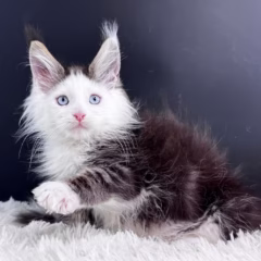 Magnus Maine Coon male - Image 2
