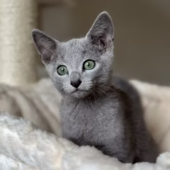 Nikolai Russian Blue male - Image 5