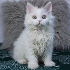 selkirk rex harlequin kitten for adoption female