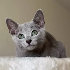 Nikolai Russian Blue male - Image 4