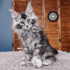 Selene Maine Coon female - Image 2